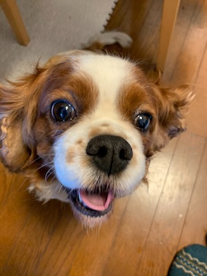 らきそ様❤キャバリアキングチャールズスパニエル セキセイインコ 印鑑スタンド♡ らきそ様❤キャバリアキングチャールズスパニエル セキセイインコ 印鑑